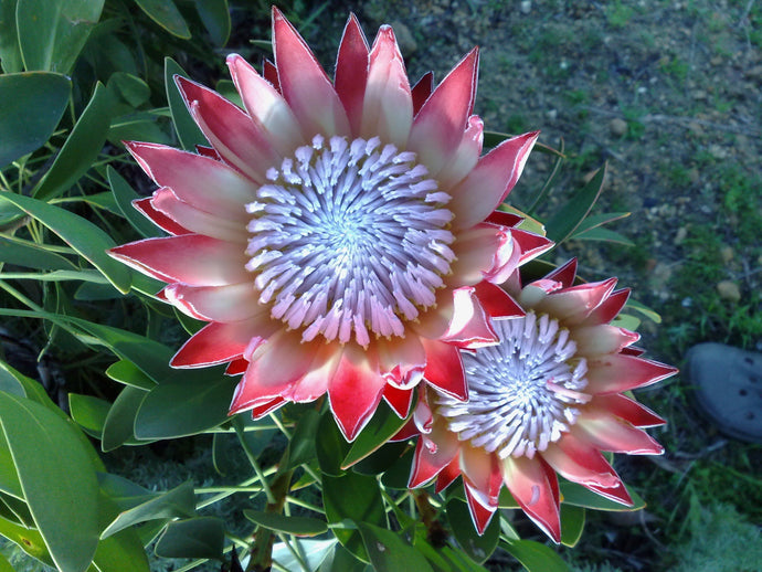 Fynbos Friday and the King Protea